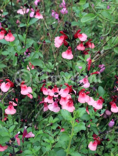 Red blooms; Evergreen; North American Native