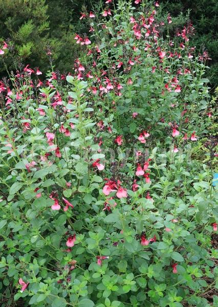 Red blooms; Evergreen; North American Native