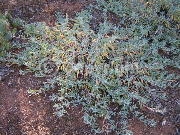 Lavender blooms; Evergreen