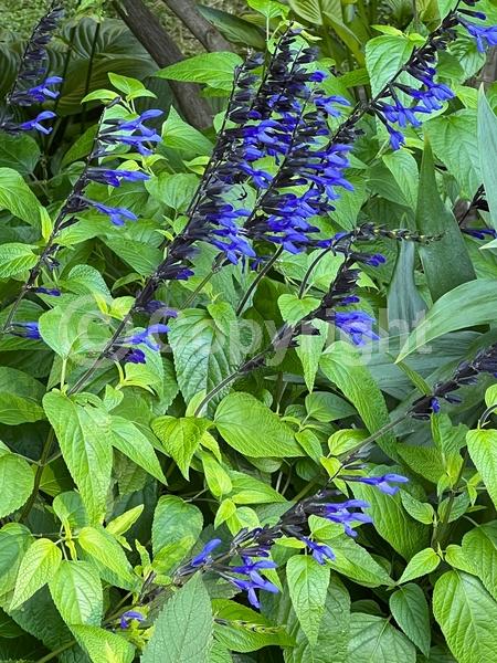 Blue blooms; Semi-evergreen