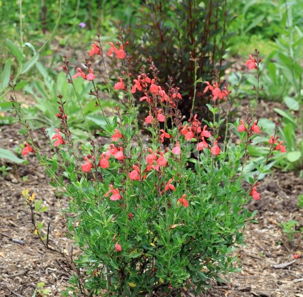 Red blooms; Semi-evergreen; North American Native