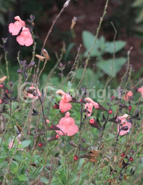 Pink blooms; Evergreen; North American Native