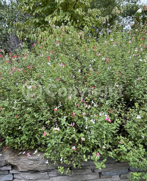 Red blooms; White blooms; Evergreen; North American Native