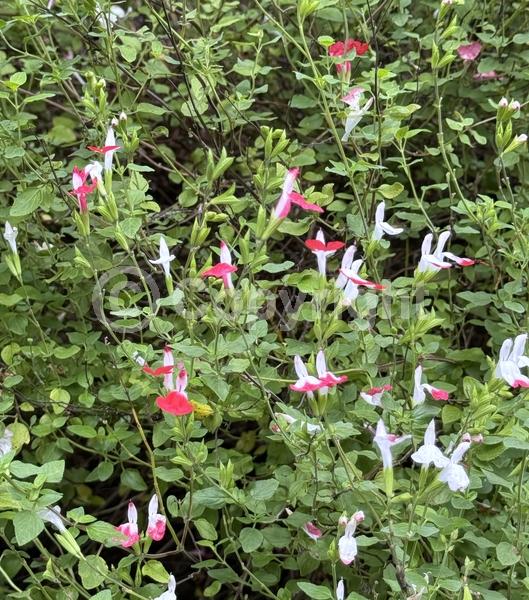 Red blooms; White blooms; Evergreen; North American Native