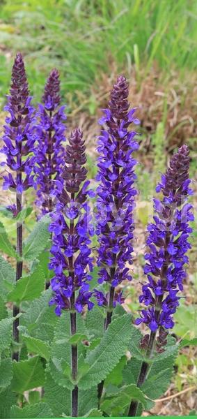 Blue blooms; Semi-evergreen