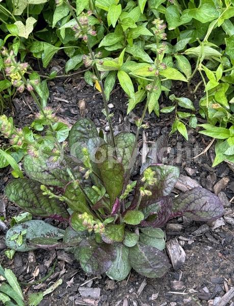 Lavender blooms; Evergreen; North American Native