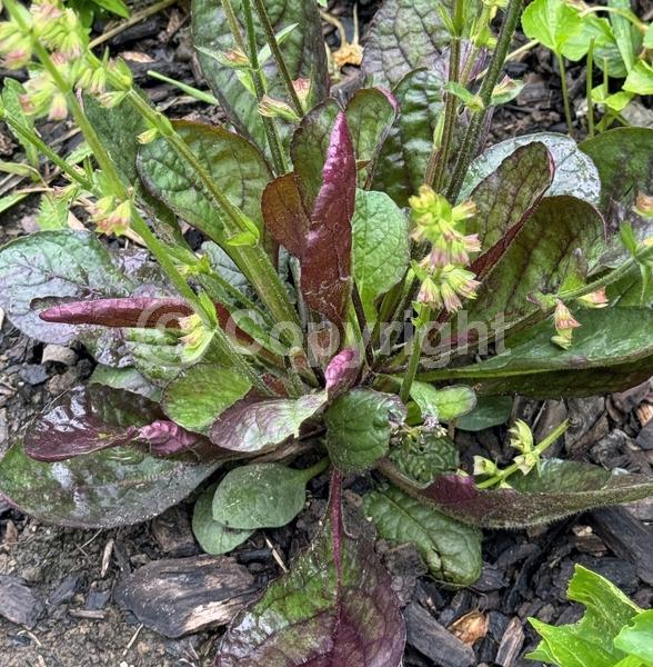 Lavender blooms; Evergreen; North American Native