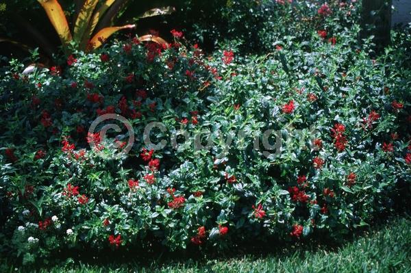 Red blooms; Purple blooms; Semi-evergreen