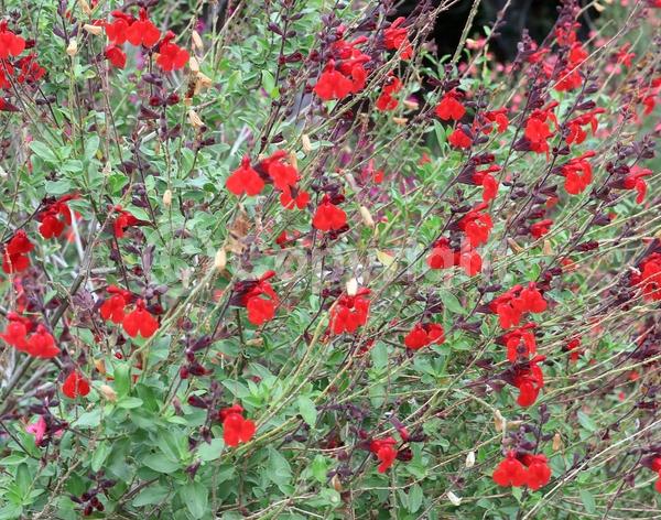 Red blooms; Evergreen; North American Native