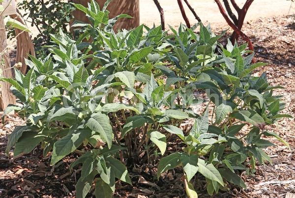 Red blooms; North American Native