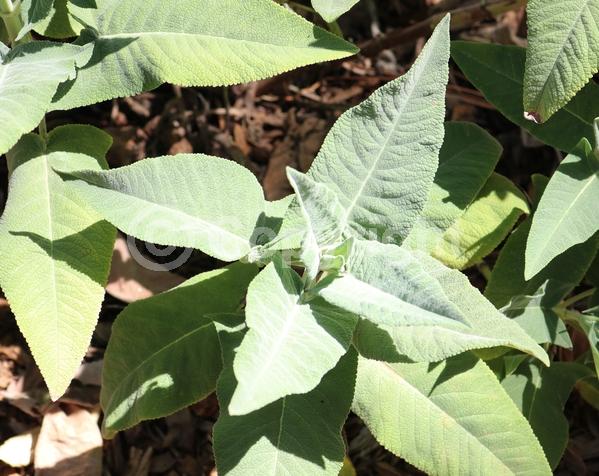 Red blooms; North American Native