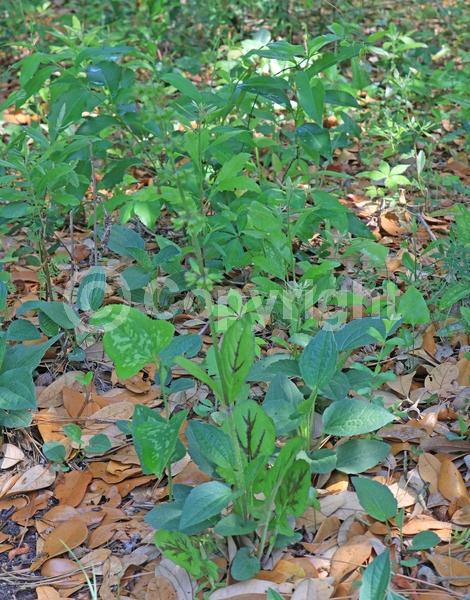 Lavender blooms; North American Native