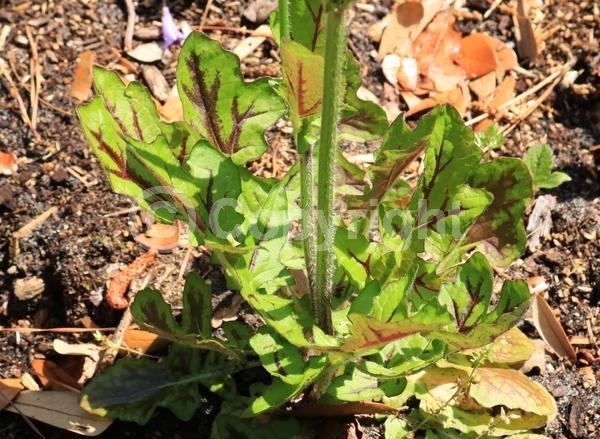 Lavender blooms; North American Native