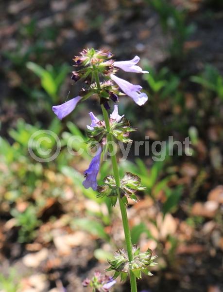 Lavender blooms; North American Native