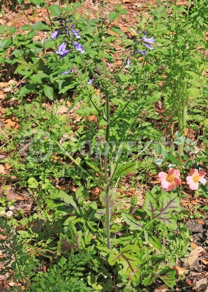 Lavender blooms; North American Native
