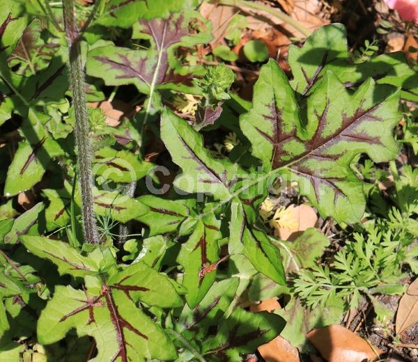 Lavender blooms; North American Native