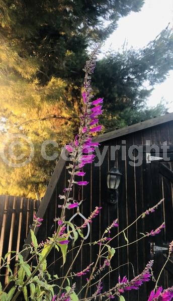 Red blooms; Lavender blooms; Semi-evergreen; North American Native