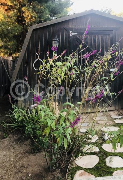 Red blooms; Lavender blooms; Semi-evergreen; North American Native