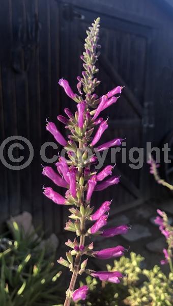 Red blooms; Lavender blooms; Semi-evergreen; North American Native