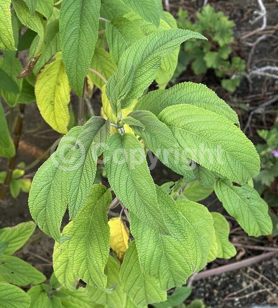 Red blooms; Lavender blooms; Semi-evergreen; North American Native