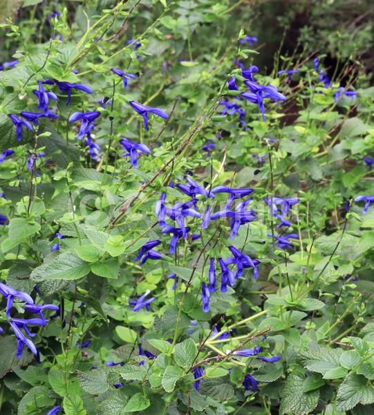 Blue blooms; Semi-evergreen