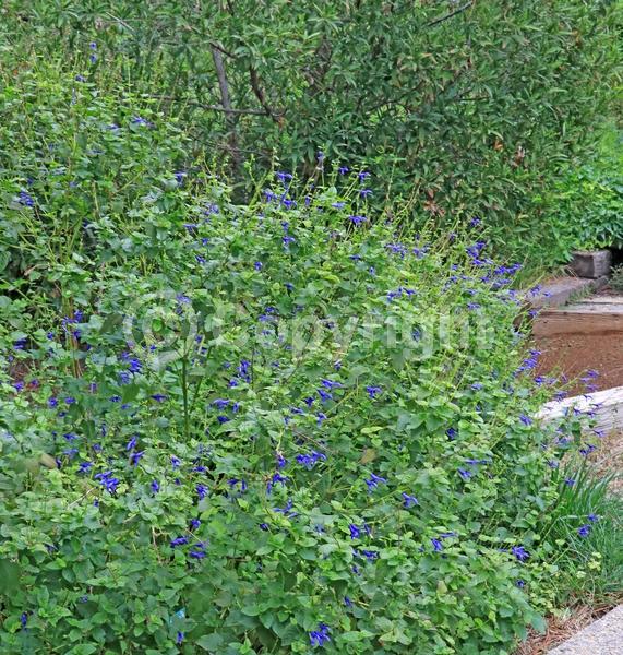 Blue blooms; Semi-evergreen