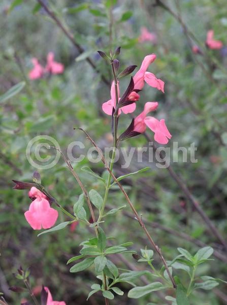 Pink blooms; Evergreen; North American Native