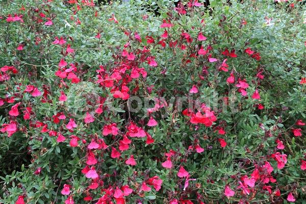 Red blooms; Purple blooms; White blooms; Pink blooms; Semi-evergreen; North American Native