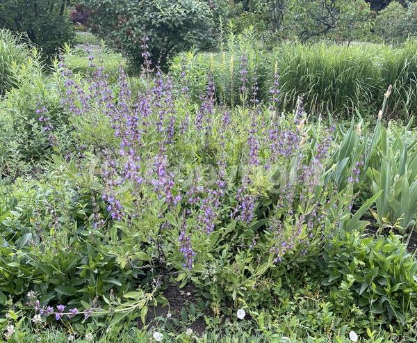 Purple blooms; Evergreen