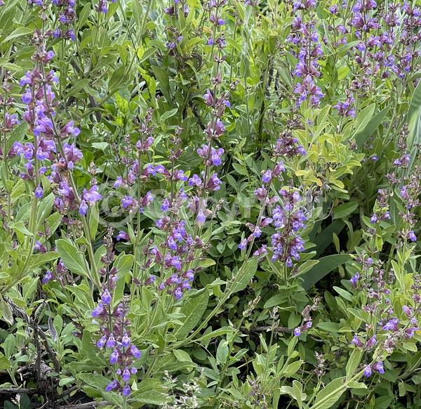 Purple blooms; Evergreen