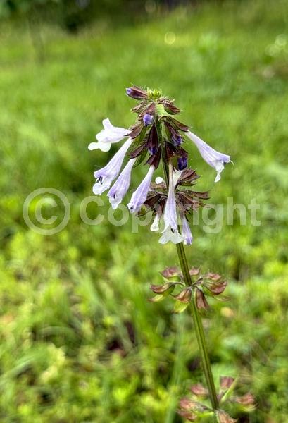 Lavender blooms; North American Native