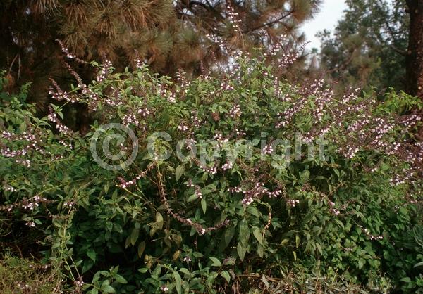 Pink blooms; Semi-evergreen