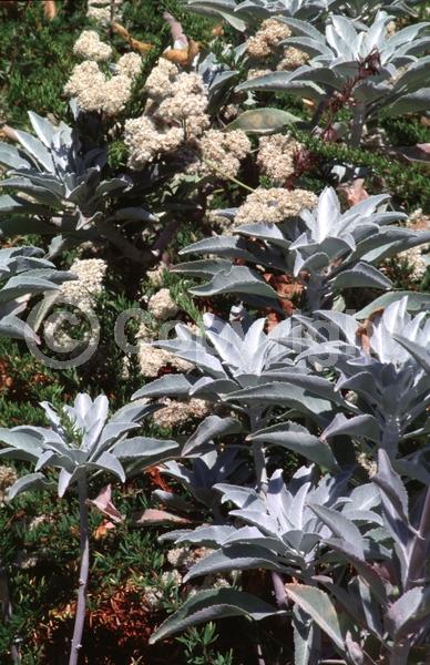 White blooms; North American Native