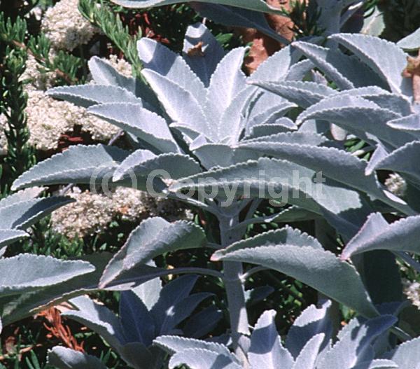White blooms; North American Native