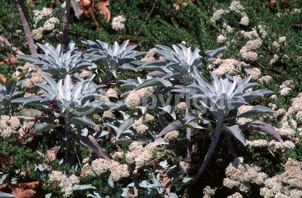 White blooms; North American Native