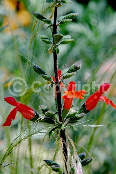 Red blooms; Deciduous; Broadleaf