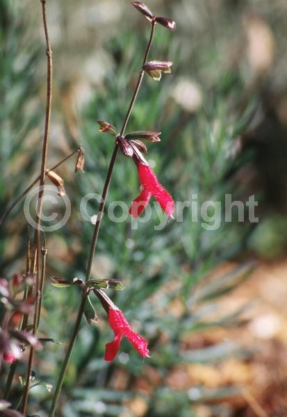 Red blooms; Deciduous; Broadleaf