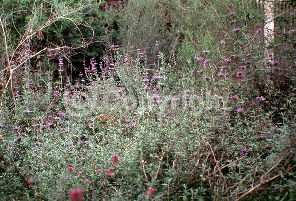 Purple blooms; Semi-evergreen; North American Native