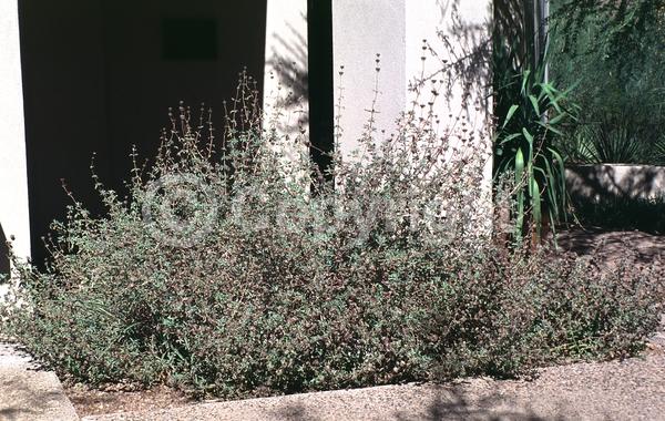 Purple blooms; Semi-evergreen; North American Native