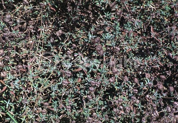 Purple blooms; Semi-evergreen; North American Native