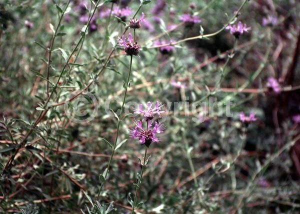 Purple blooms; Semi-evergreen; North American Native