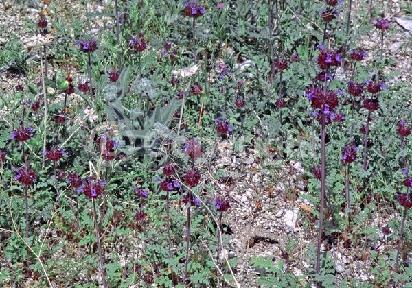 Purple blooms; North American Native