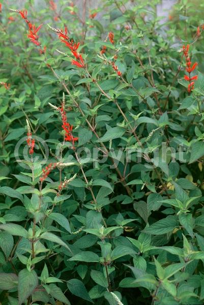 Red blooms; North American Native