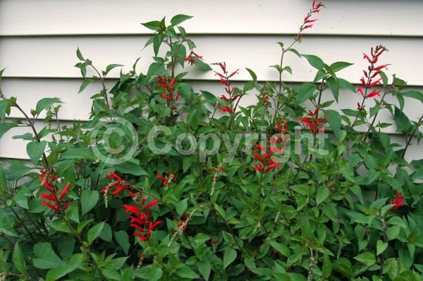 Red blooms; North American Native