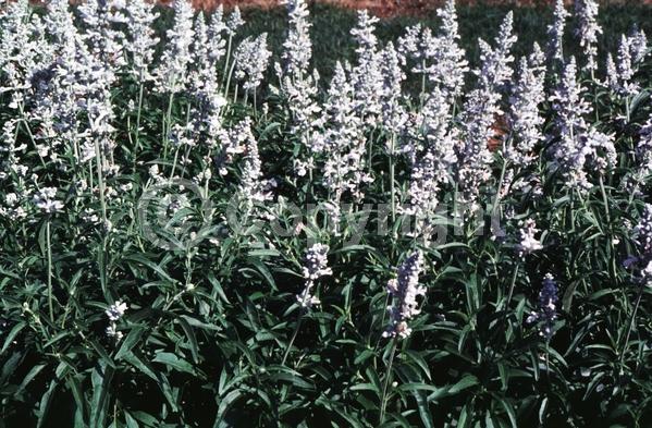 White blooms; Semi-evergreen; North American Native
