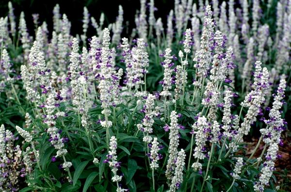 Blue blooms; White blooms; Semi-evergreen