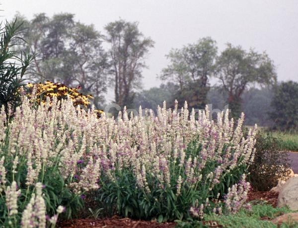 Blue blooms; White blooms; Semi-evergreen