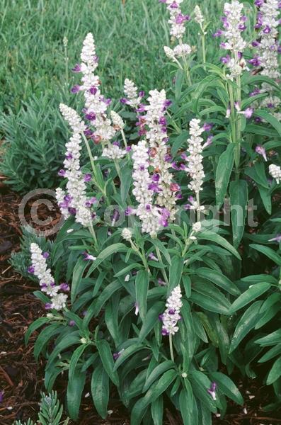 Blue blooms; White blooms; Semi-evergreen