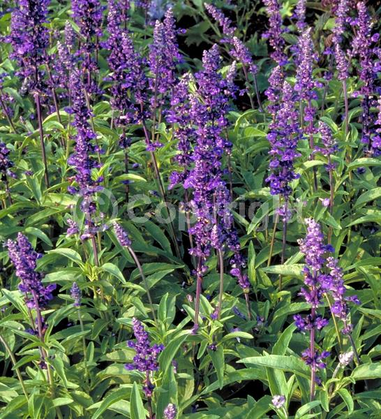 Blue blooms; North American Native