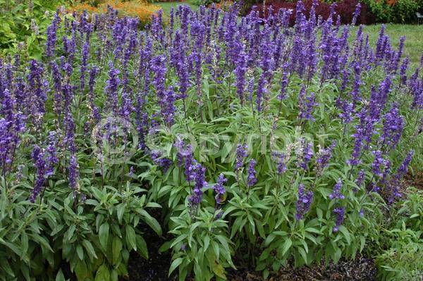 Blue blooms; North American Native